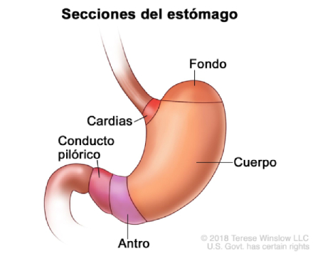 Secciones del estómago