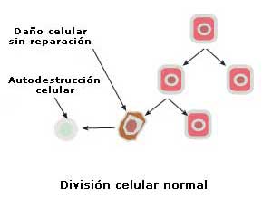 ¿Qué es el cáncer - División normal de las celulas