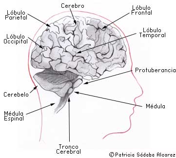 Mapa del sistema nervioso